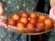 Gulab Jamun Recipe